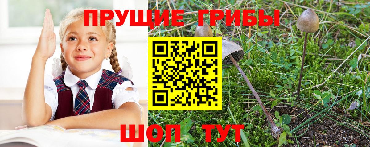 Псилоцибиновые грибы MAGIC MUSHROOMS  Вход с VPN  Лениногорск 